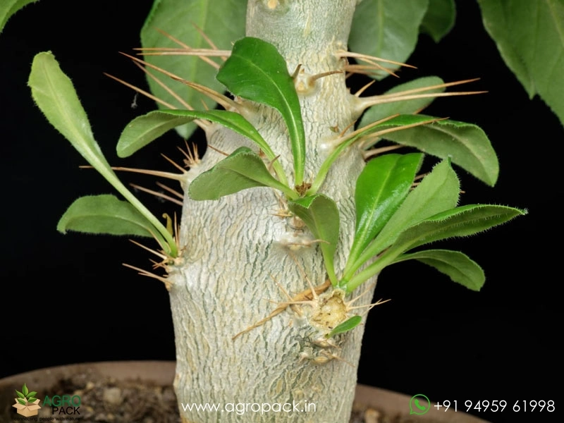 Pachypodium-saundersii1
