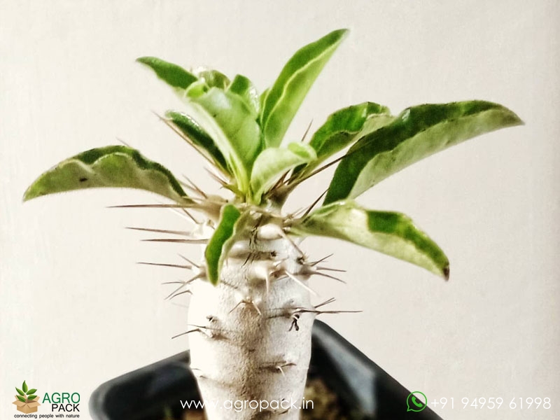 Pachypodium-saundersii5