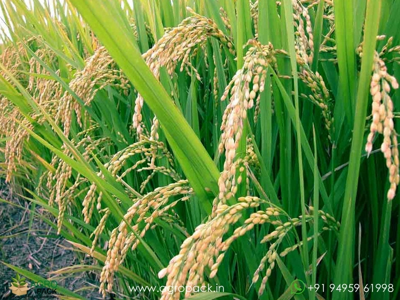 Paddy1