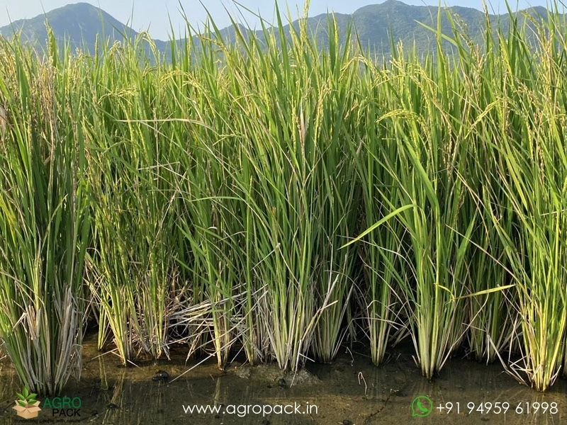 Paddy2