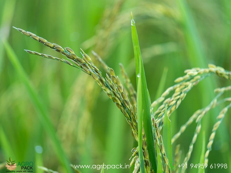 Paddy3