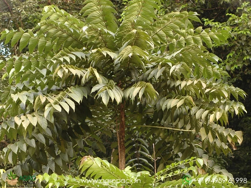 Pajanelia-longifolia-pajanelia4