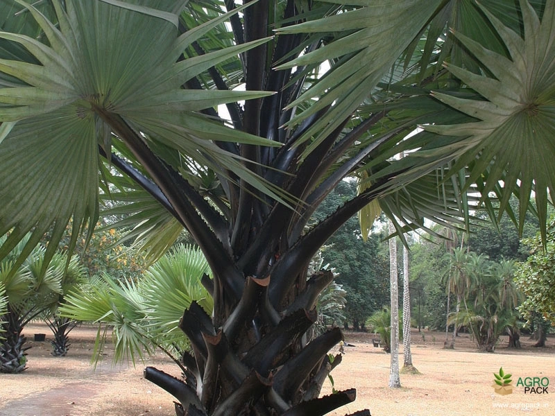 Palmyra-palm2
