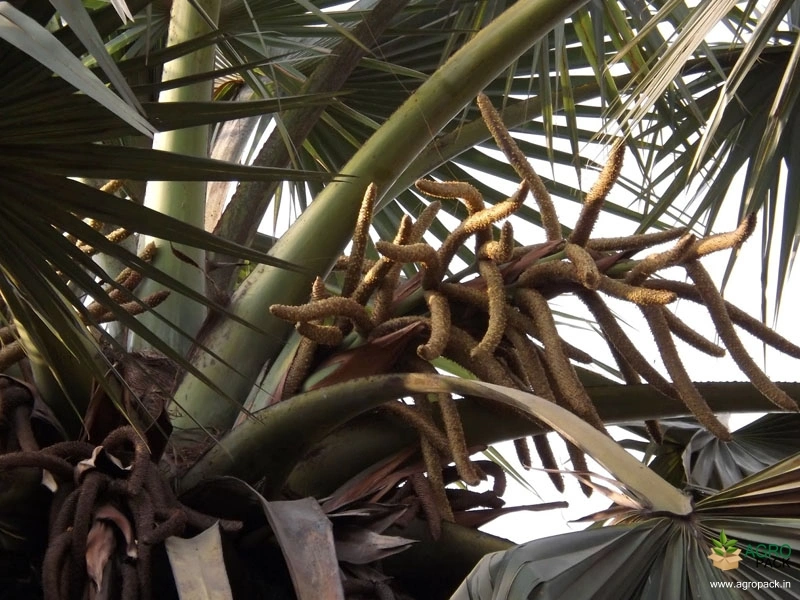 Palmyra-palm3