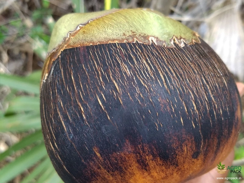 Palmyra-palm5