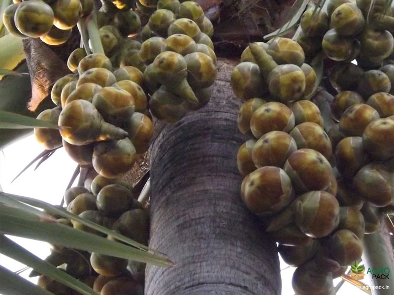 Palmyra-palm6
