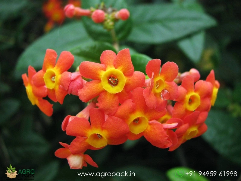 Panama-Rose1