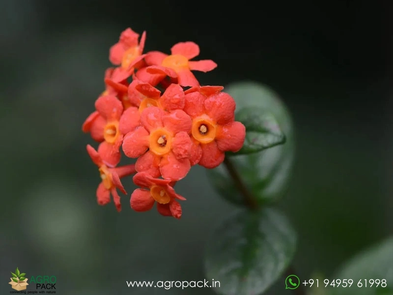Panama-Rose2