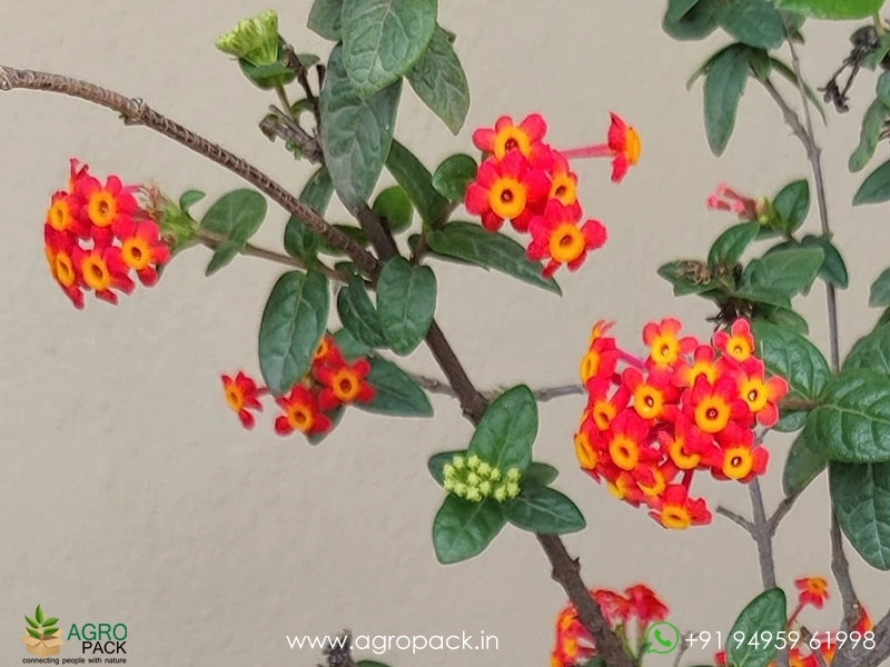 Panama-Rose3