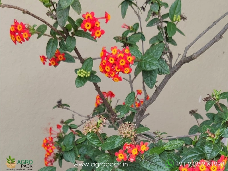 Panama-Rose4