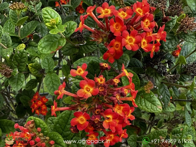 Panama-Rose5