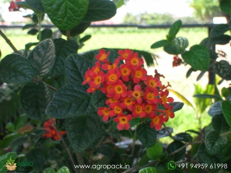 Panama-Rose6