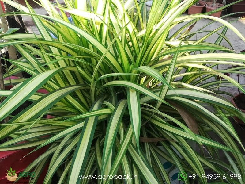 Pandanus-Golden-Variegated2