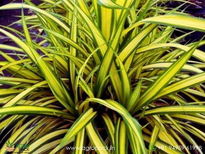 Pandanus-Golden-Variegated3