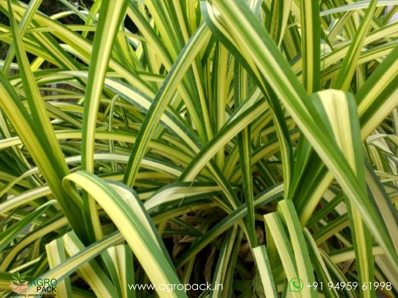 Pandanus-Golden-Variegated5