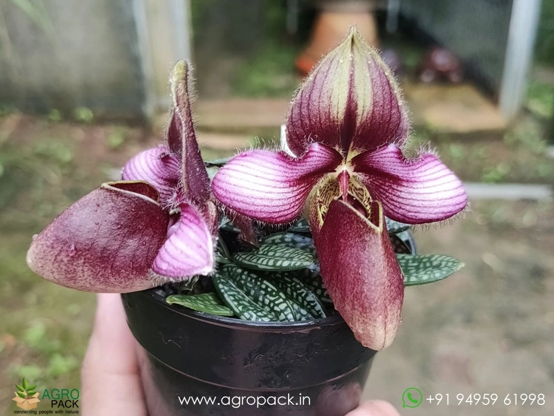 Paphiopedilum-rungsuriyanum1