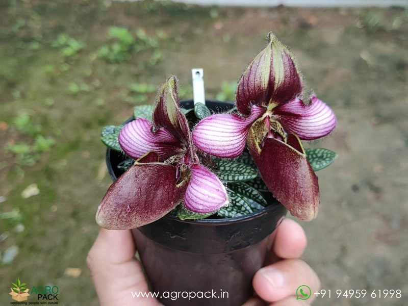 Paphiopedilum-rungsuriyanum4