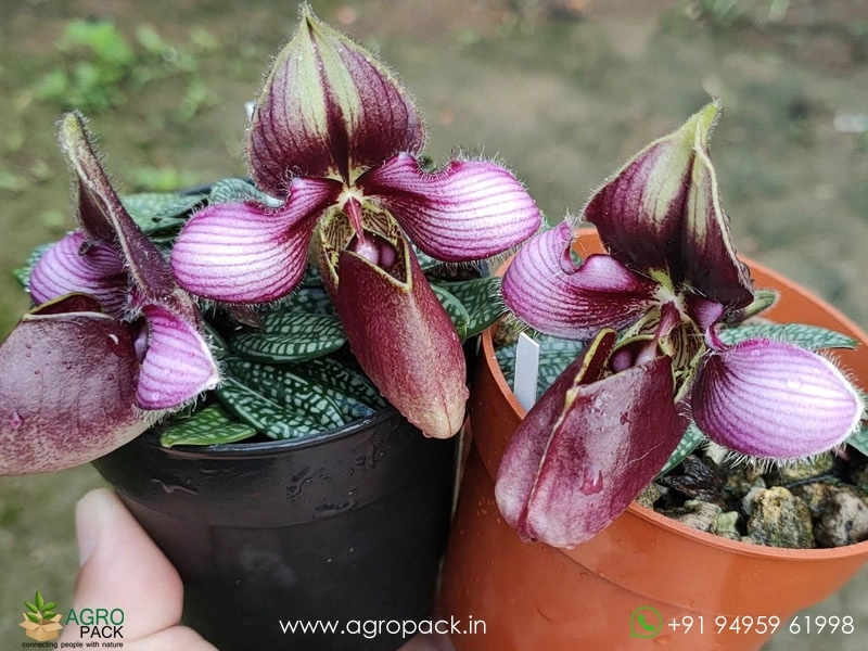 Paphiopedilum-rungsuriyanum5