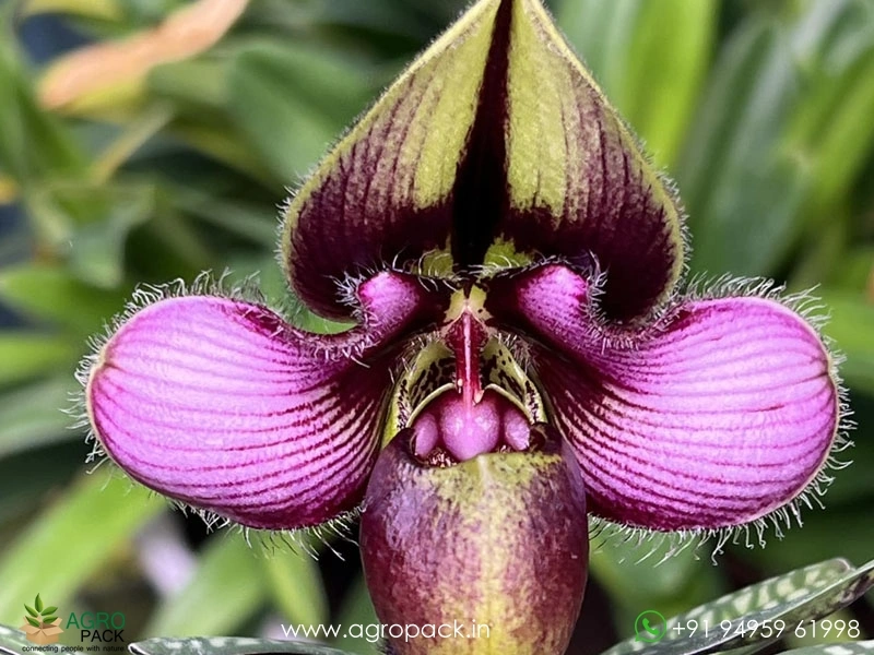Paphiopedilum-rungsuriyanum6