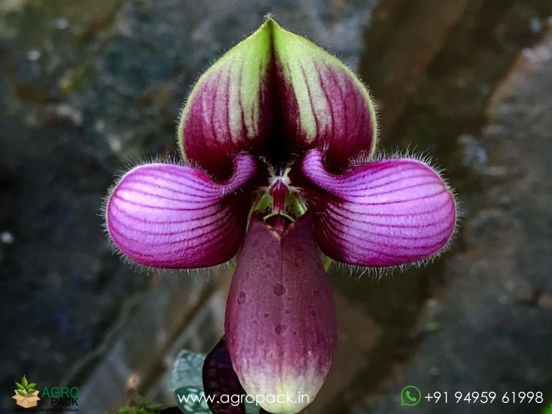 Paphiopedilum-rungsuriyanum7