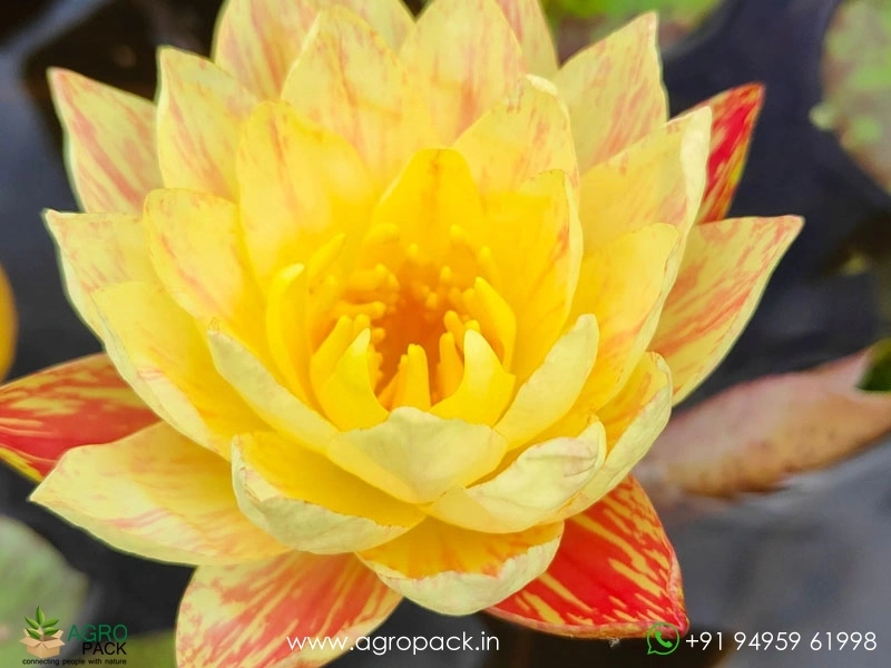 Paranee-Water-Lily4