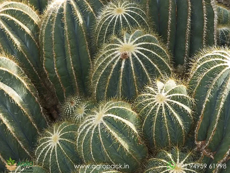 Parodia-Magnifica-Balloon-Cactus3