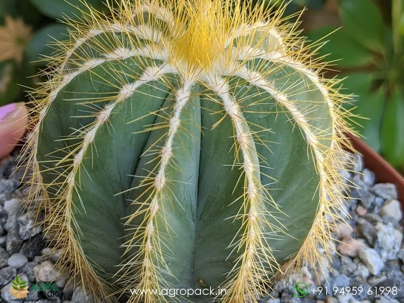 Parodia-Magnifica-Balloon-Cactus5