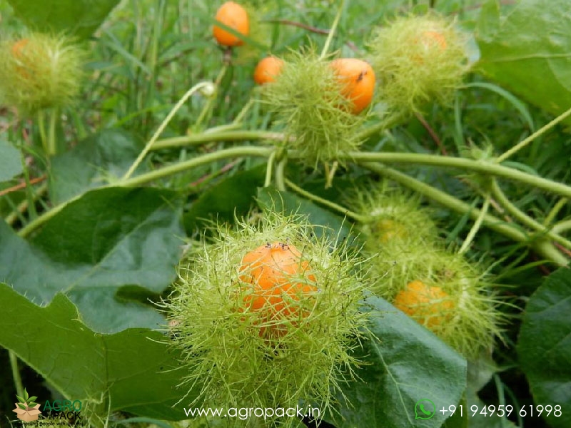 Passiflora-foetida1