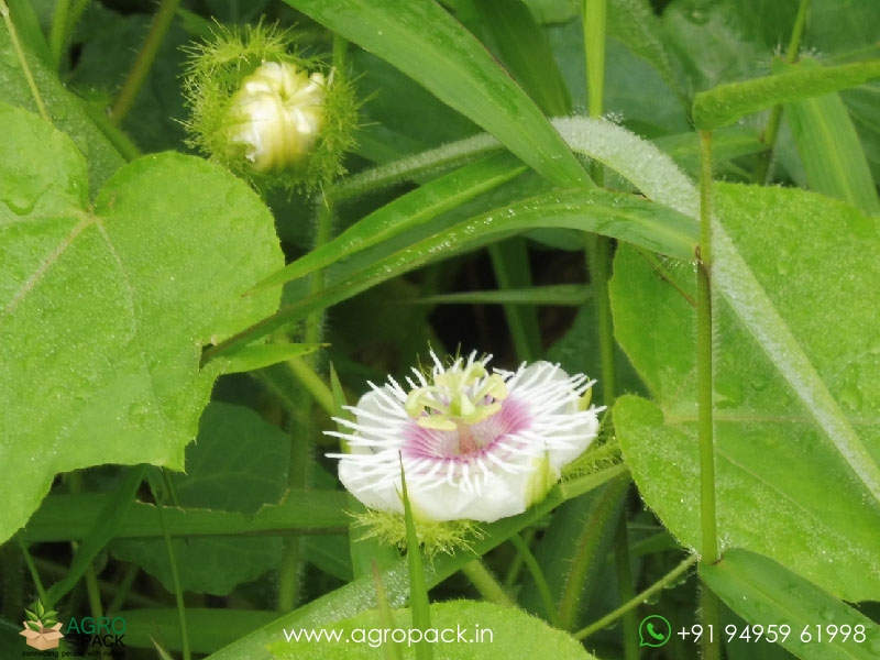 Passiflora-foetida2