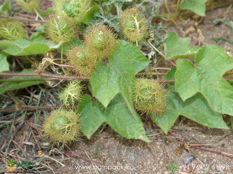 Passiflora-foetida3