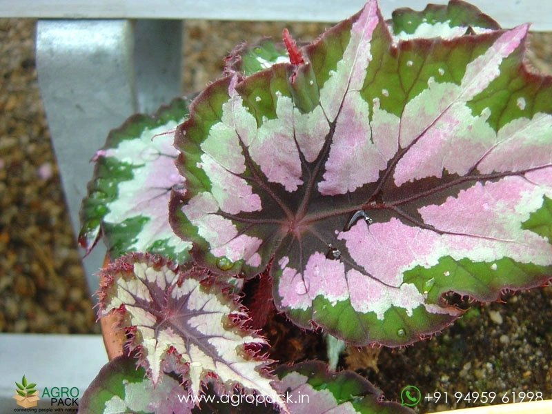 Paul-Gibory-Begonia1