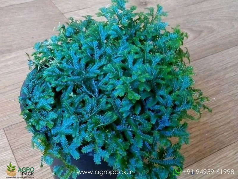 Peacock-Fern3