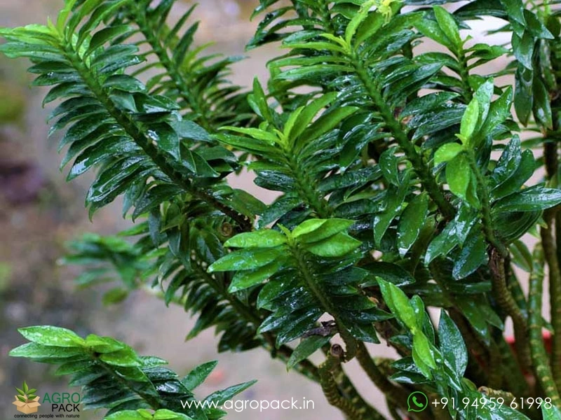 Pedilanthus-Green1