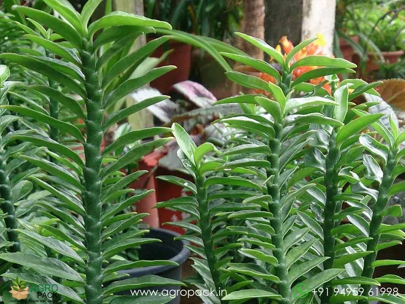 Pedilanthus-Green2