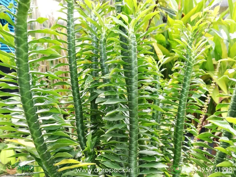 Pedilanthus-Green3