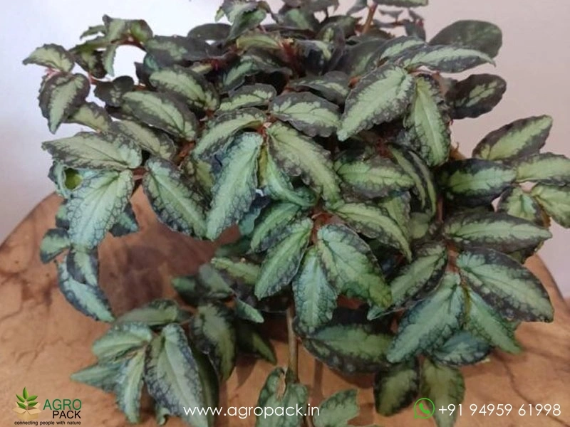 Pellionia-Repens2