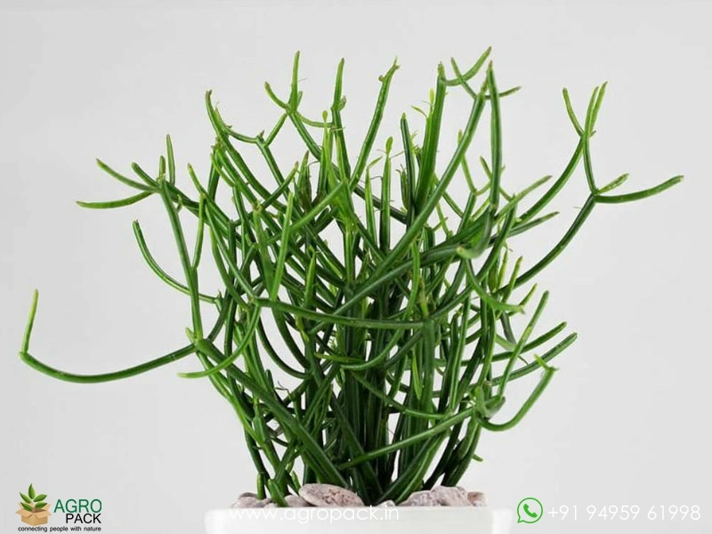 Pencil-Cactus2