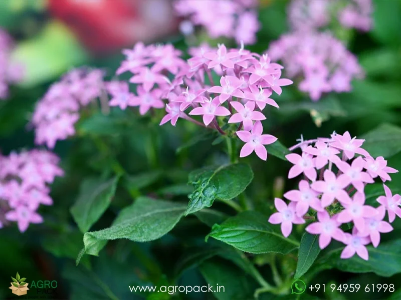 Pentas-lanceolata1