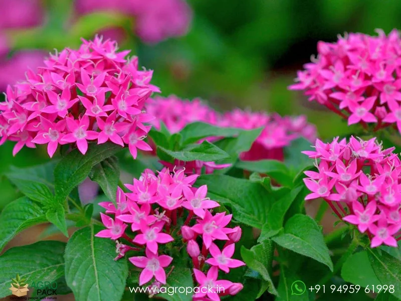 Pentas-lanceolata3
