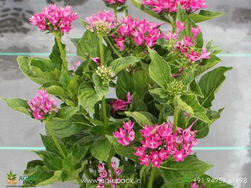 Pentas-lanceolata5