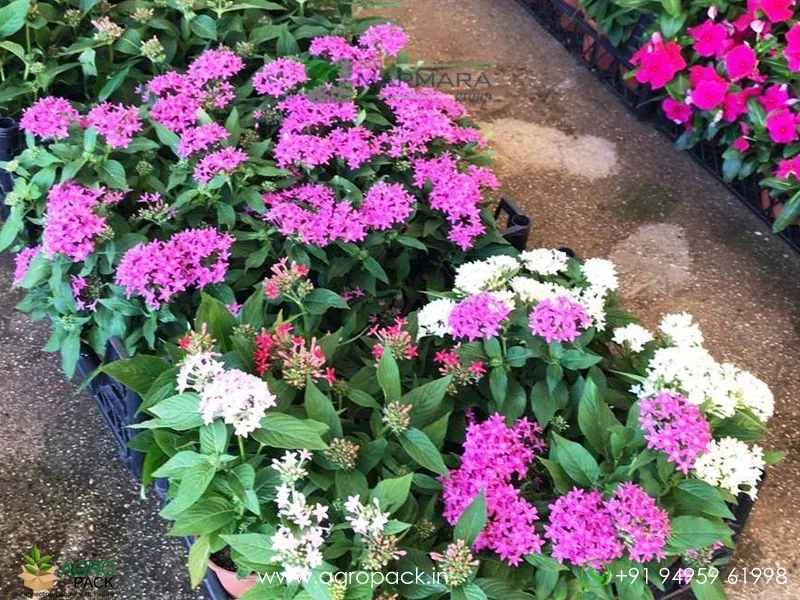 Pentas-lanceolata6