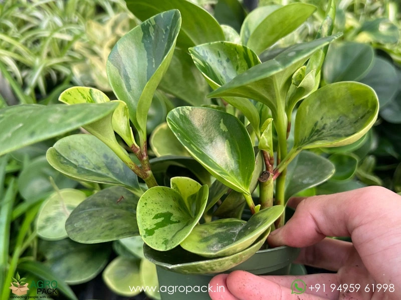 Peperomia-Marble3