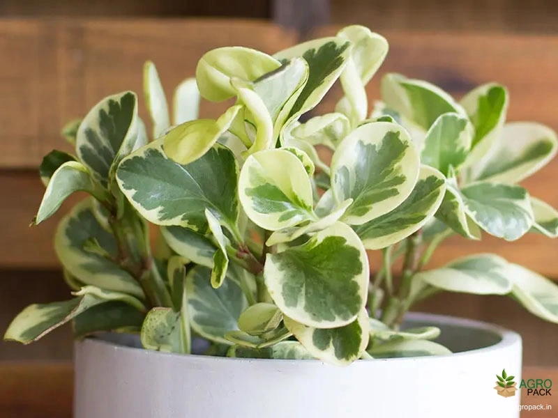 Peperomia-Obtusifolia-variegata1