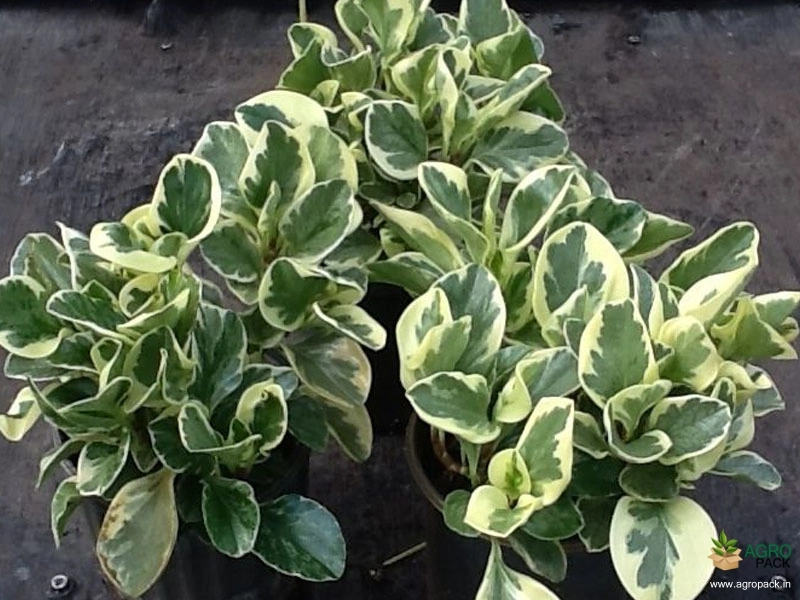 Peperomia-Obtusifolia-variegata2