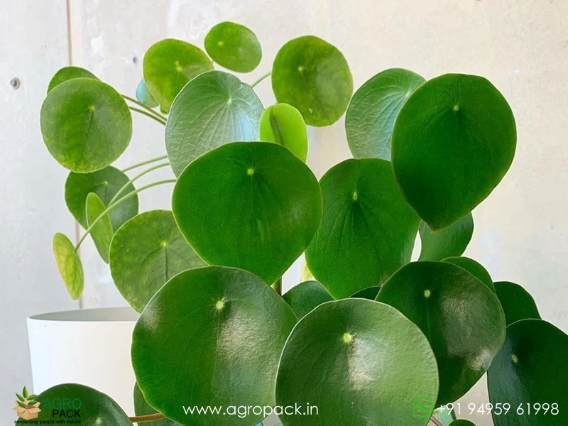 Peperomia-Polybotrya-Raindrop1