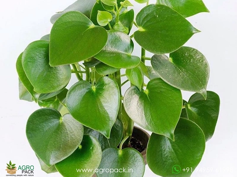Peperomia-Polybotrya-Raindrop3