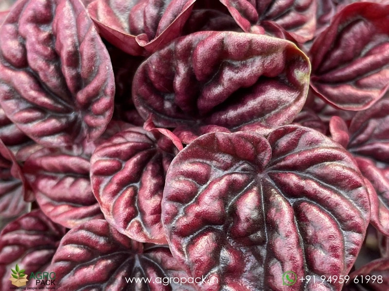 Peperomia-Red-Schumi6
