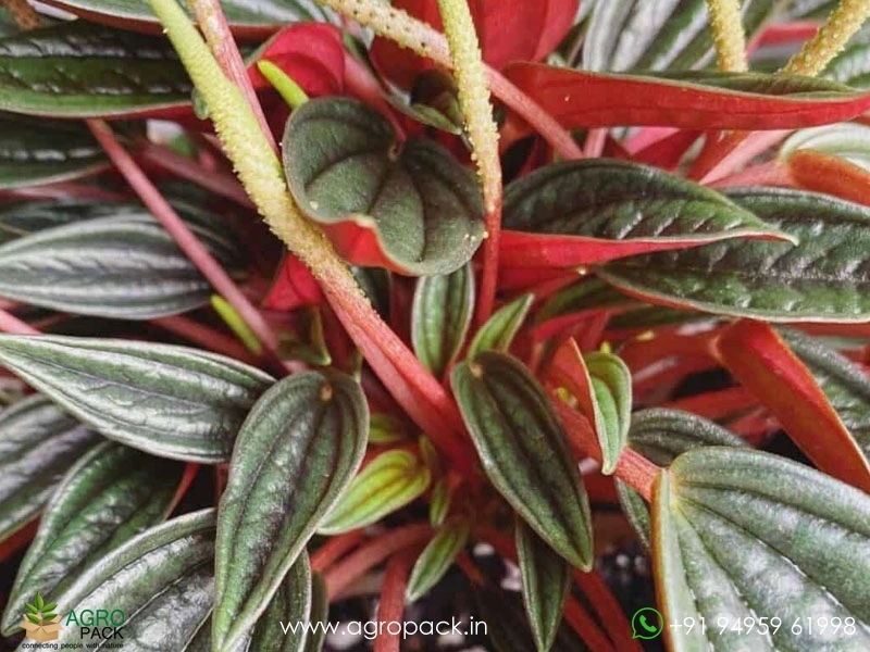 Peperomia-Rosso1
