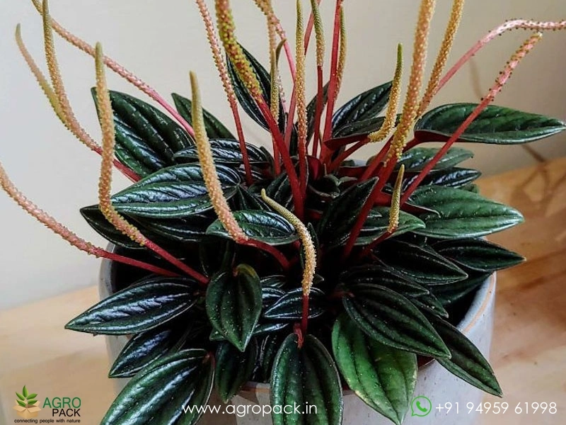 Peperomia-Rosso2