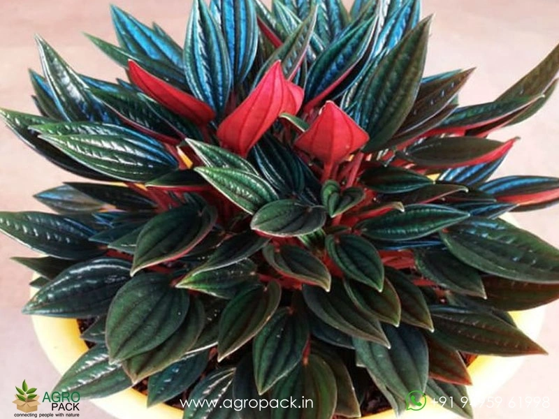 Peperomia-Rosso3